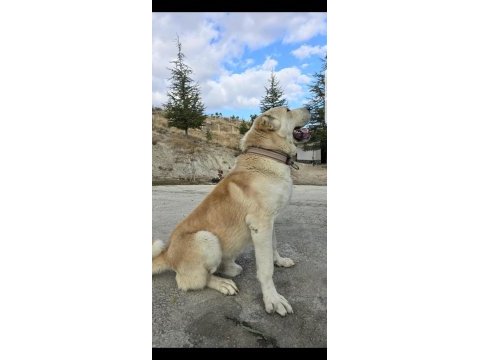 Aslan yavrusu dişi ücretsiz köpeğimiz