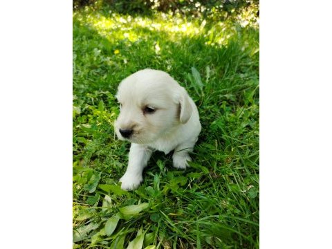 Golden retriever yavrular teslime hazır