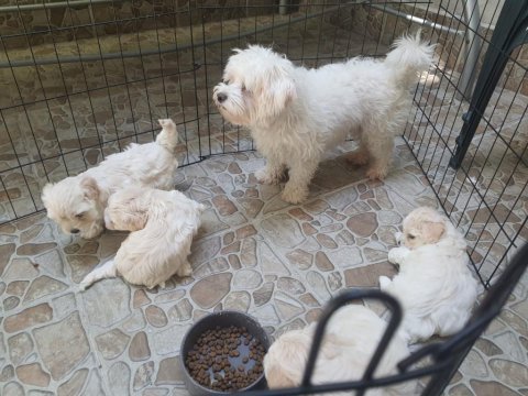 2 aylık safkan maltese terrier