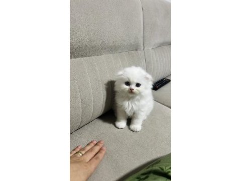Bembeyaz yavru scottish fold kedimiz