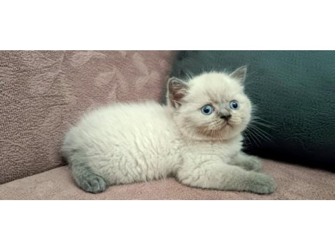 British shorthair koca kafa yavrularımız