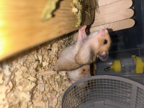 Minik tatlı hamsterlarımıza yuva arıyoruz