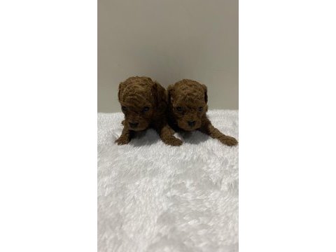 Teacup kore kan 1 aylık poodle yavrular