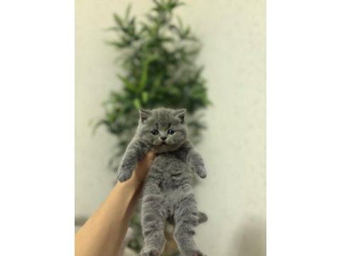 Blue brıtısh shorthair yavrularım 