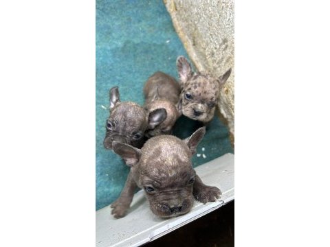Güzeller güzeli french bulldog bebeklerimiz
