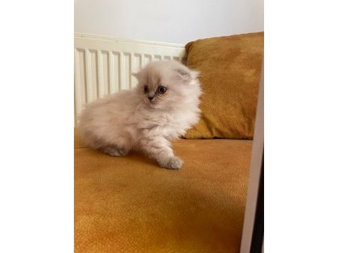Mükemmel huylu lynx point scottish fold