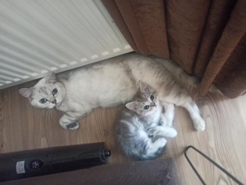 British shorthair tabby