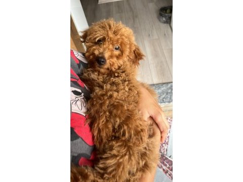 Toy poodle 3 aylık dişi eğitimli
