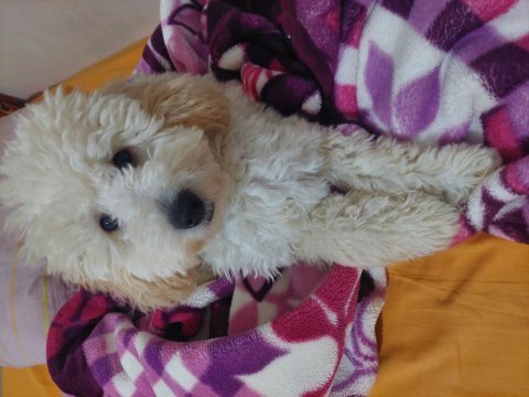 Minyatür poodle