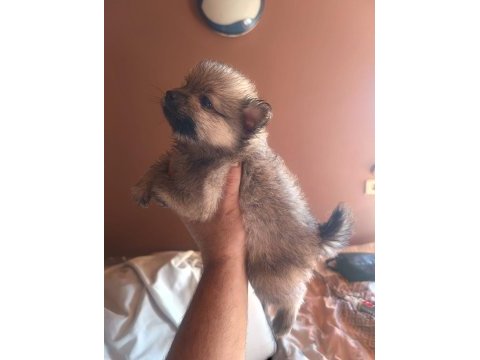 Pofuduk pomeranian minişler