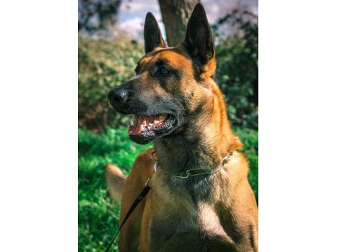 Fcı/kıf şecereli şampiyon kan hattı malinois yavrular