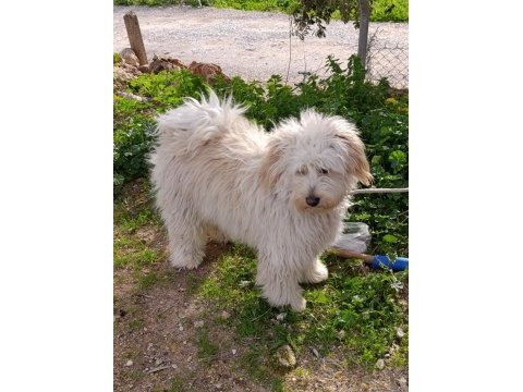 9 aylık erkek tüm aşıları tam maltipoo