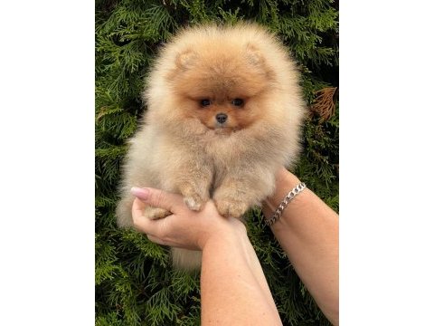 Mersin pomeranian yavrular
