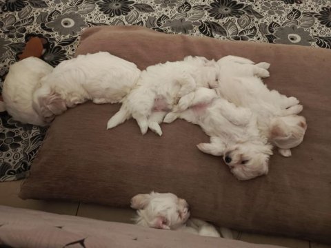 Maltese terrier 4 erkek 2 dişi yavru