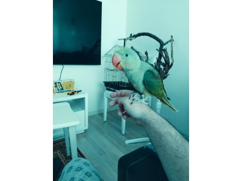 Bebek alexander papağanı 4 aylık