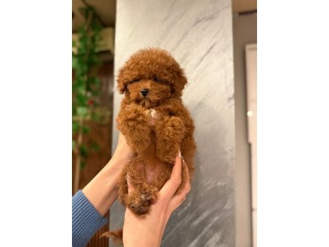 Show kalite toy poodle
