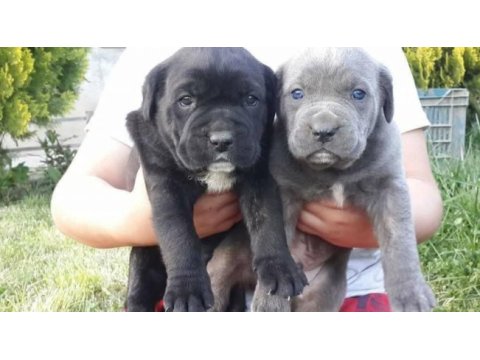 Cane corso italiano yavrular