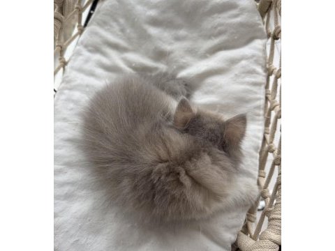 Rusya kanı üst sınıf british longhair