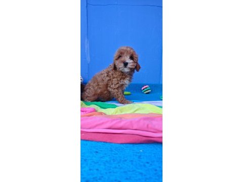 İnanılmaz güzellikte maltipoo yavrular