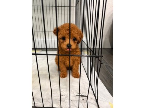 Ev ortamında büyüyen safkan teacup poodle yavrular