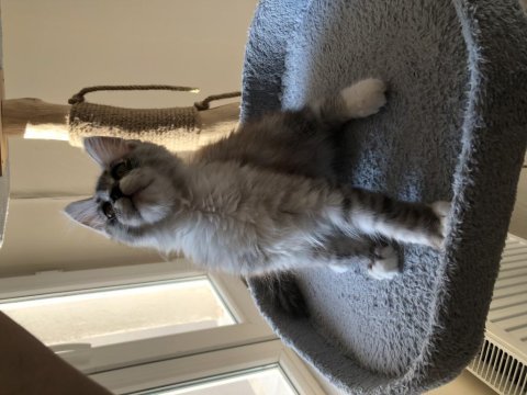 Full şecereli maine coon minik dev