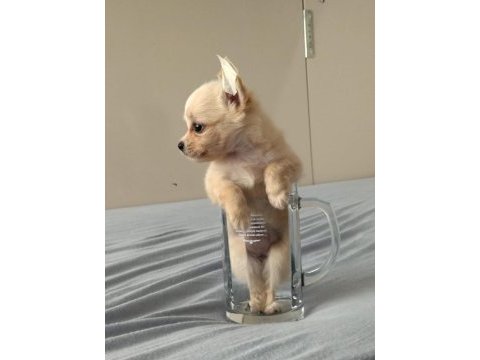 Krem rengi dişi chihuahua