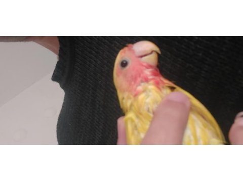 3 aylık sarı kırmızı renginde sevda papağanı