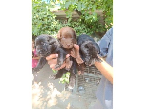 Labrador