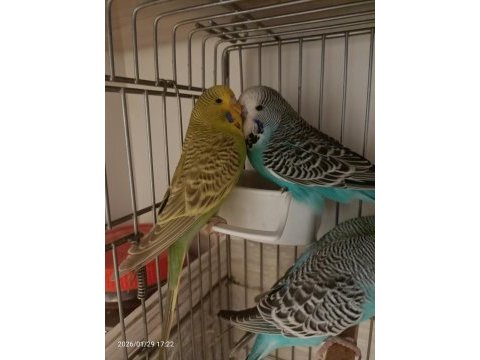 Jumbo muhabbet kuşu yavruları