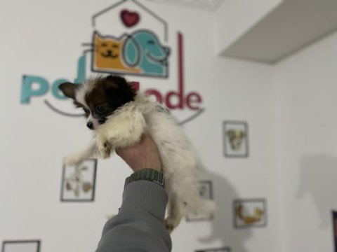 Petmode köpek çiftliğinden  tea cup papillon yavrumuz