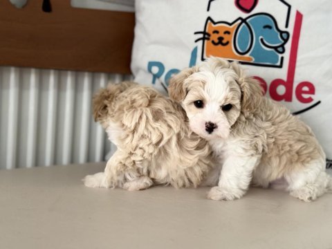 Ruhsatlı çiftlilde ziyarete açık kore tea cup maltipoo