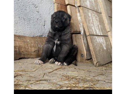 Satılık orjinal kangal yavruları