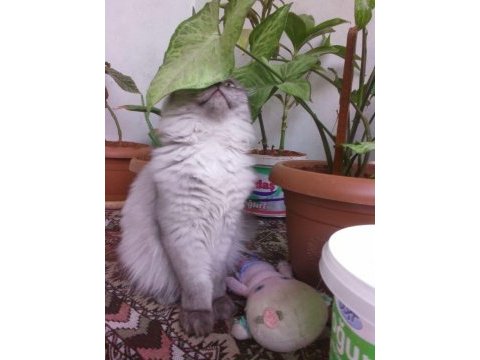 British longhair silver