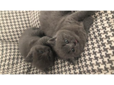 Erkek gri renk british shorthair 8 mart doğumlu
