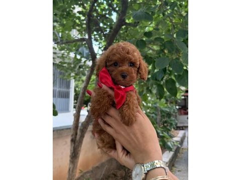 Toy poodle anne altından