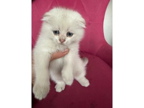 Scottish fold kardeşler