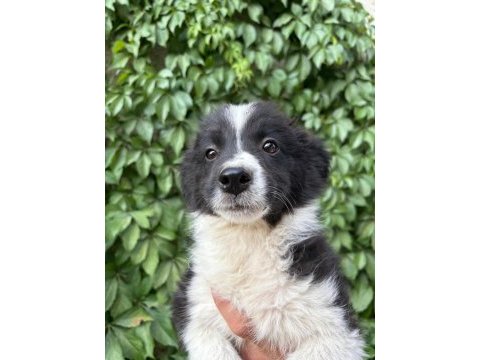 Teslime hazır border collie yavrular