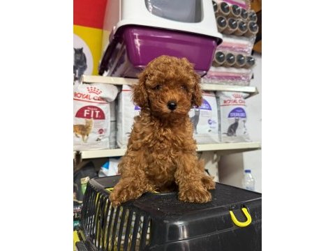 Kore kan poodle bebeklerimiz