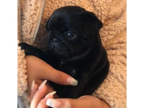 15 çeşit malzeme hediyeli siyah pug bebekler