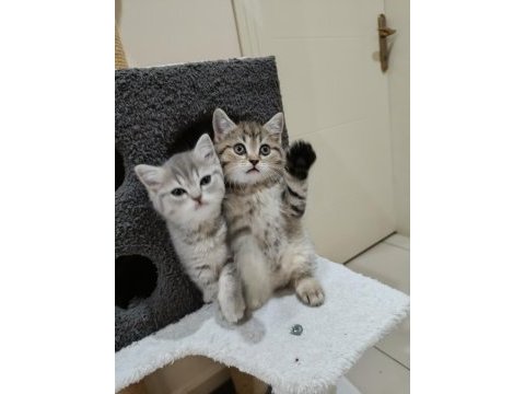 British shorthair saf ırk yavrular