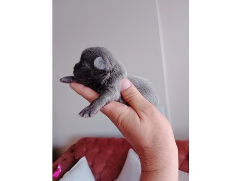 Şivava köpeklerimiz yeni yuvalarını arıyorlar