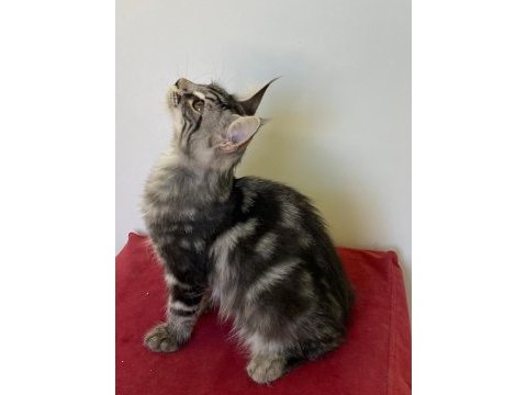 Mco dişi silver tabby