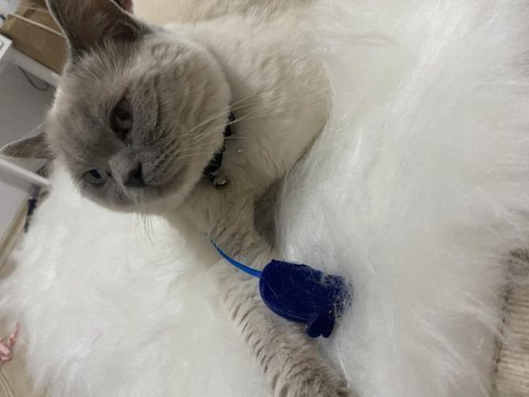 Blue point scottish fold
