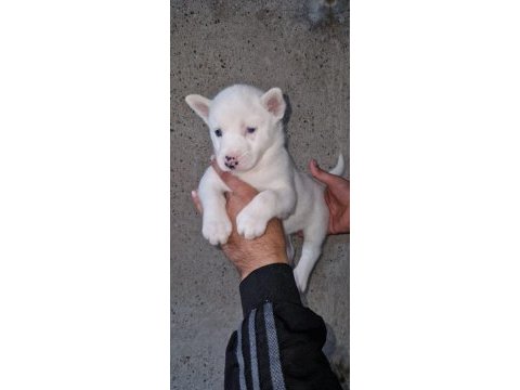 Sibirya kurdu husky