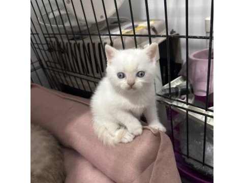 Yakışıklı british shorthair prenslerim