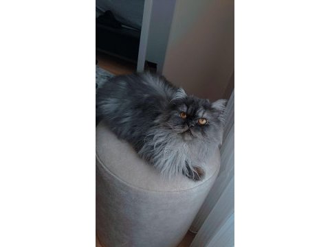 Erkek dişi chinchilla