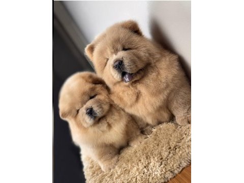 Çin aslanı köpekler sağlık ve ırk garantili teslim