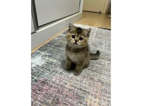 Orjinal british shorthair