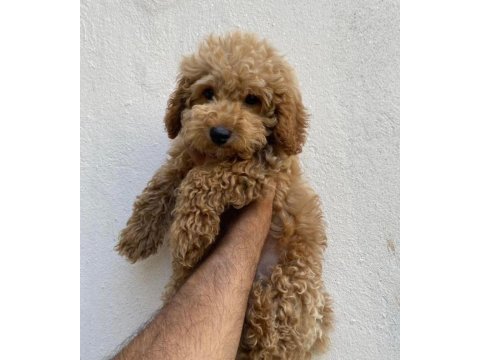 Poodle yavrularımız aşılı karneli teslime hazır