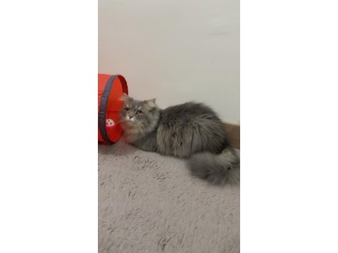 Maine coon oğlum acil yuva arıyor